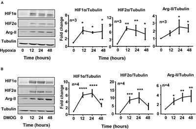 Hypoxia Induces Renal Epithelial Injury and Activates Fibrotic Signaling Through Up-Regulation of Arginase-II